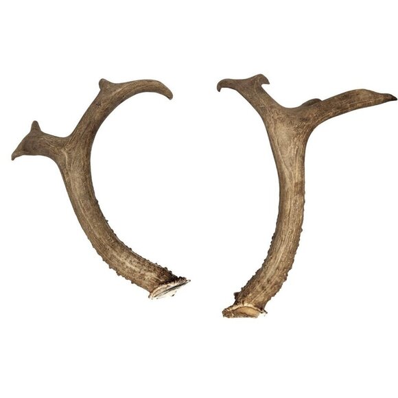 Matching Deer Antlers Set Real Antlers Rustic Decor Craft Pair for Cabin Farmhou - Picture 11 of 11